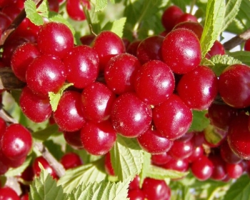 rośliny ozdobne - Wiśnia kosmata Prunus tomentosa C5/1,2-1,6m