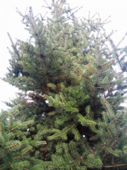sadzonki - Świerk szydlasty tygrysi Picea polita C5/50cm