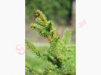 rośliny ozdobne - Świerk pospolity Ośno WB Picea abies C2-3/40-80cm
