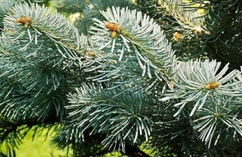 sadzonki - Jodła górska Argentea  Abies lasiocarpa P13/40cm