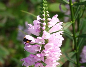 rośliny ozdobne - Odętka wirginijska RÓŻOWA (Physostegia virginiana Bouquet Rose) /P11 *K7