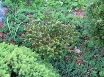 rośliny ozdobne - Karłowa jodła koreańska Oberon - Abies koreana