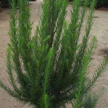 rośliny ogrodowe - Modrzew japoński 'Jakobsen's Pyramid' - Larix kaempferi P15/80cm
