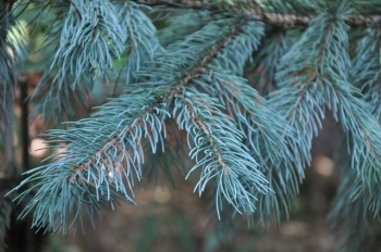 sklep ogrodniczy - Świerk Engelmanna 'Glauca'  Picea engelmannii C5/60-80cm