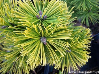 sadzonki - Sosna kosodrzewina 'Zundert' Pinus mugo P15/40-50