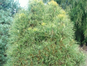 sadzonki - Sosna karłowa XAWERY 10-letnia Pinus Sylvestris C10/80cm *4