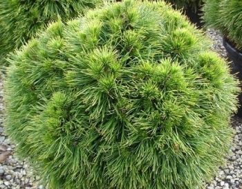 rośliny ozdobne - Sosna czarna SPIELBERG 12-letnia Pinus nigra C10/90-110cm *4