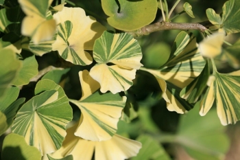 rośliny ozdobne - Miłorząb dwuklapowy VARIEGATA Ginkgo biloba P13/40-50cm