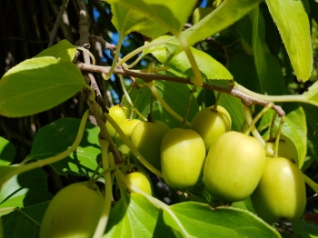 sadzonki - Aktinidia Issai Kiwi samopylne C2/60-80cm *T46
