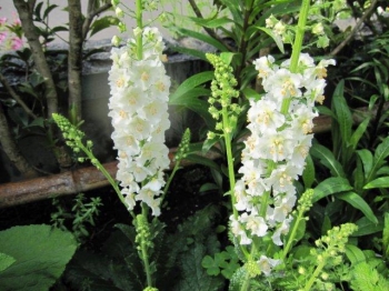 rośliny ozdobne - Dziewanna FLUSH OF WHITE Verbascum phoeniceum /C2 *K3