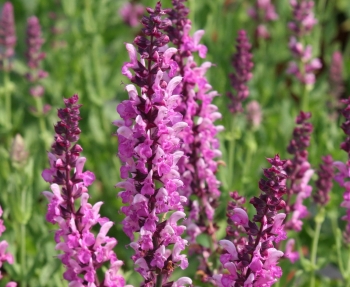 rośliny ozdobne - Szałwia karłowa ROSE QUEEN Salvia nemorosa C1,5 *K7