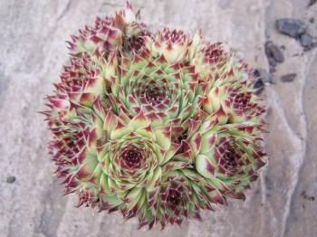sadzonki - Rojnik ogrodowy nr 13 Sempervivum hybridum