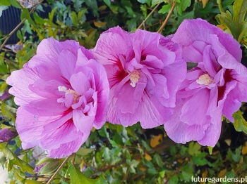 rośliny ogrodowe - HIBISCUS syriacus LAVENDER CHIFFON Ketmia syryjska P15/50cm *1