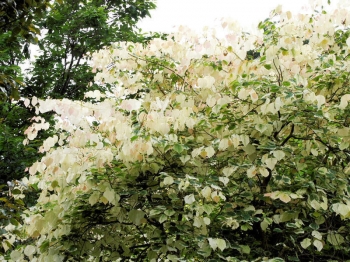 rośliny ozdobne - Judaszowiec kanadyjski SILVER LINING® Cercis canadensis C7,5/130-160cm