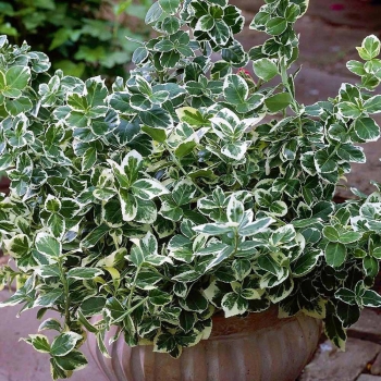 rośliny ogrodowe - Trzmielina Fortune'a EMERALD GAIETY Euonymus fortunei /C1,5