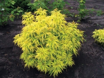 rośliny ozdobne - Bez koralowy Goldenlocks (Sambucus racemosa Goldenlocks) szczepiony C5/40-60cm *19