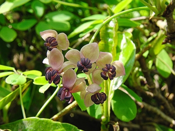 sklep ogrodniczy - Akebia pięciolistkowa Silver Bells (Akebia quinata Silver Bells)
