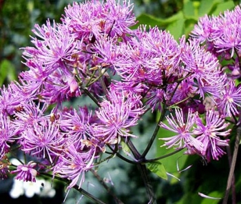 sklep ogrodniczy - Rutewka BLACK STOCKINGS Thalictrum C2,5