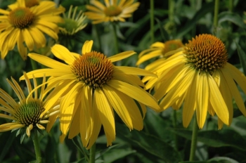 rośliny ogrodowe - Jeżówka SUMMER BREEZE Echinacea