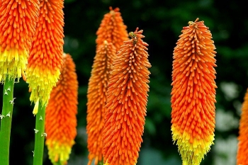 rośliny ogrodowe - Trytoma groniasta FIRE DANCE Kniphofia uvaria