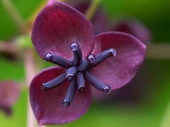sadzonki - Akebia pięciolistkowa (Akebia quinata) C1/40-60cm *T36