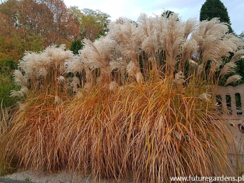 sklep ogrodniczy - Miscanthus sinensis MALEPARTUS Miskant chiński /C2-C3 *26