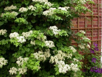 sklep ogrodniczy - Hortensja pnąca 'TAKE A CHANCE' PBR Hydrangea anomala C2/80cm