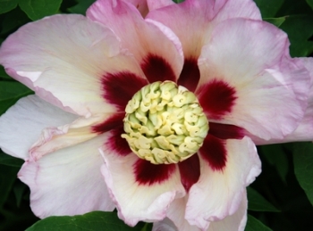 rośliny ozdobne - Piwonia ITOH 'PASTEL SPLENDOR' Paeonia ITOH /C4-C5 *29T