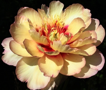rośliny ozdobne - Piwonia ITOH 'CALLIES MEMORY' Paeonia ITOH /C5