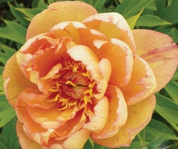 rośliny ozdobne - Piwonia ITOH 'ORANGE' Paeonia ITOH
