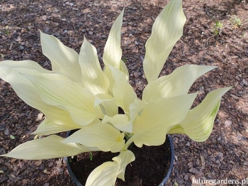 rośliny ogrodowe - Hosta WHITE FEATHER Funkia /P11(C3) *T46