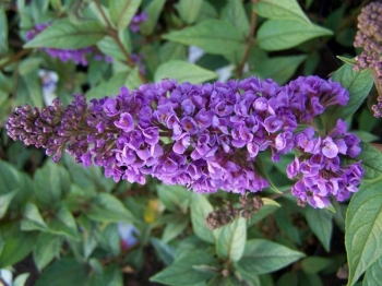 rośliny ogrodowe - Budleja karłowa BLOOMTASTIC DREAMING PURPLE 'Hinebud4' Buddleja C3