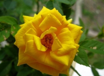 rośliny ogrodowe - Róża okrywowa GOLDEN PENNY 'Rugul' Rosa /C2