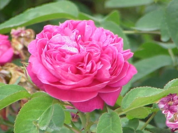 rośliny ogrodowe - Róża damasceńska BLUSH DAMASK Rosa damascena C3/80cm *K1