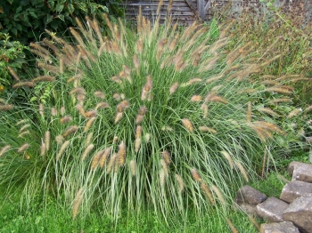 rośliny ozdobne - Rozplenica japońska HAMELN Pennisetum alopecuroides Piórkówka /C2-C1,5 *26