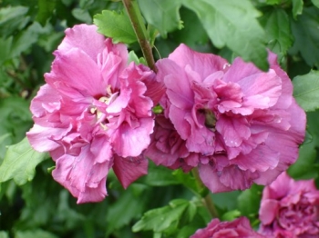 sadzonki - HIBISCUS syriacus DUC de BRABANT ketmia syryjska -drzewko C5/80-100cm *T13