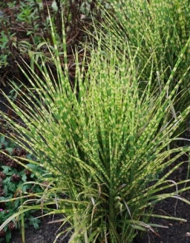 rośliny ozdobne - Miscanthus sinensis 'APACHE' PBR Miskant /C2,5