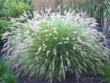 sadzonki - Piórkówka karłowa LITTLE BUNNY Pennisetum alopecuroides Rozplenica japońska C2 *K5