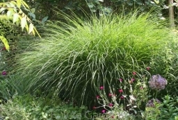 sadzonki - Miskant GRACILLIMUS (Miscanthus sinensis) /C5 *26