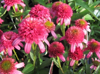 sklep ogrodniczy - Jeżówka karłowa PICCOLINO Echinacea