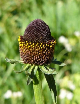 sadzonki - Jeżówka BLACK BEAUTY Echinacea