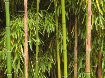 sklep ogrodniczy - Bambus ogrodowy Phyllostachys bissetii C3/30cm