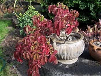 rośliny ozdobne - Winobluszcz pięciolistkowy (tzw. dzikie wino syn. Parthenocissus quinquefolia) /C2  *K19