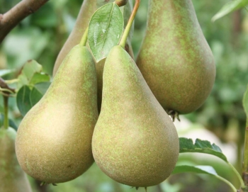 rośliny ogrodowe - Grusza KONFERENCJA Pyrus communis