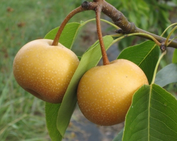 sadzonki - Grusza azjatycka CHOJURO Pyrus pyrifolia Nashi C10/1,6-1,8m