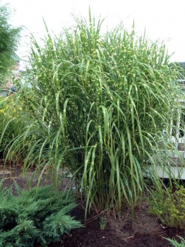 rośliny ozdobne - Miskant Zebrinus (Miscanthus sinensis Zebrinus) /C5 *K26