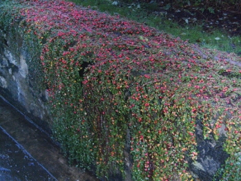rośliny ogrodowe - Irga miniaturowa 'Streib's Findling' Cotoneaster procumbens /C1,5 *7F