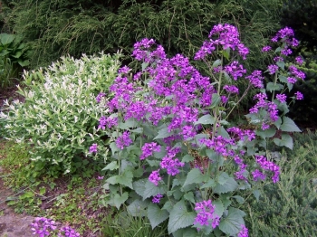 sklep ogrodniczy - Miesiącznica roczna Lunaria annua - 20szt. nasion