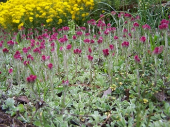 rośliny ogrodowe - Ukwap dwupienny RUBRA Antennaria dioica P9