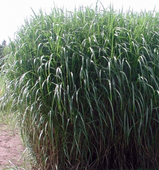 rośliny ozdobne - Miskant  olbrzymi JUBILAR (Miscanthus giganteus) /C3 *K5